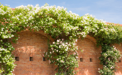 White flowering rambler rose at a brick wall