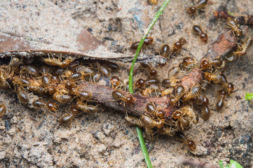 termite