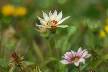 nature background, flowers