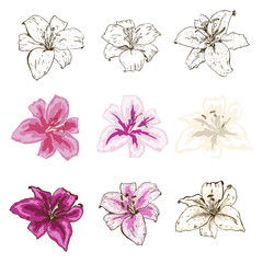 Set of lily flowers hand drawn in different styles isolated on white background. Vector illustration. © NatelaPancake