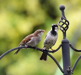 Adult Sparrow feeding the chick © drewrawcliffe
