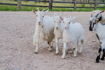 Beautiful multi-colored goats and goats with horns and wool