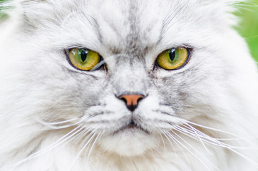 A gray cat with beautiful hair and intelligent eyes.
