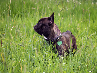 Beautiful French bulldog. Dog among the tall green grass in the field.