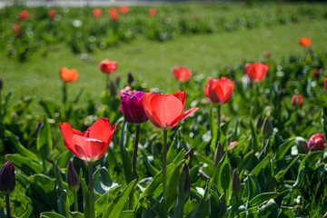 Obraz premium czerwone tulipany w parku