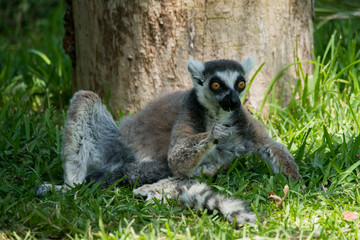 Lemur