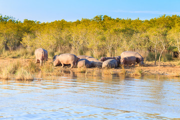 Herd of hippos sleeping, Isimangaliso Wetland Park, South Africa