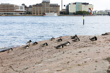 Many barnacle goose birds at sea coast