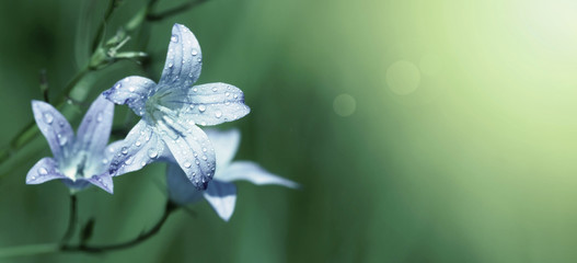Website banner of blue flower on green background