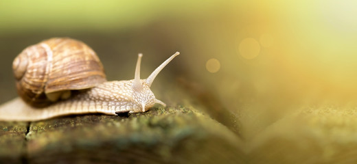 Website banner of a slow slimy snail in summer