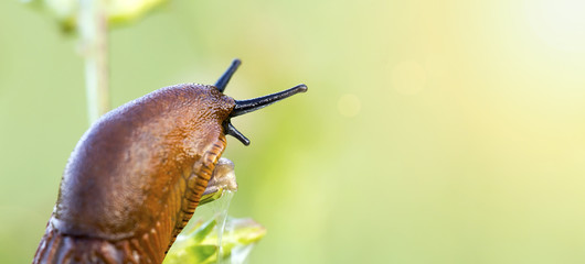 Website banner of a slug in the summer garden