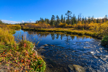 Autumn view with a small forest river. The water reflects the bushes. ZHemchuzhnaya river, Apatity, Murmansk region, Kola Peninsula, Russia.