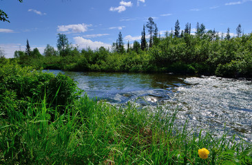 View of a small fast forest stream. Flower are in the foreground. ZHemchuzhnaya river, Apatity,...
