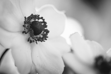 soft white flower - Powered by Adobe