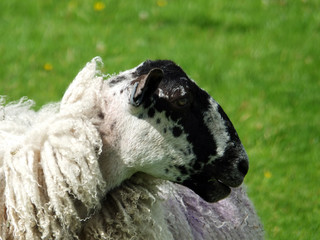 blackfaced sheep a ewe in profile in a field