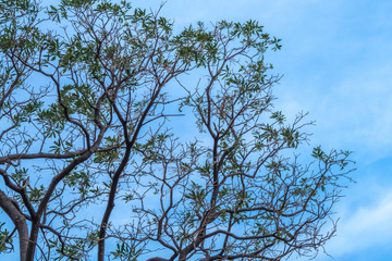 tree in the park