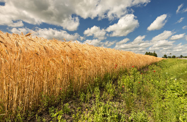 Countryside landscape with ripening wheat