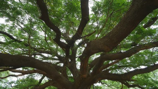 panning shot Video of big branch of Giant Monky Pod Tree in Kanchanaburi, Thailand