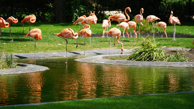Fototapeta A group of flamingos