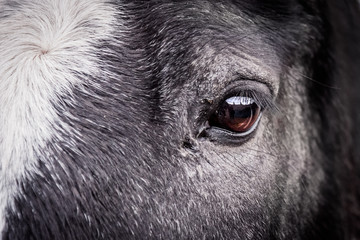 Black horse with white blaze closeup of eye