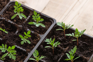 Top view on young baby plants growing on fertile soil. Agriculture. Small Growing Cantaloupe Sprouts on wooden background. Garden grow vegetables. Eco.