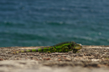 Green lizard sits on the stone