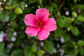A beautiful pink hibiscus flower with a blurry green background of leaves.
