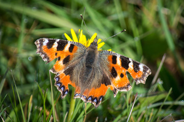 Small tortoiseshell butterfly in a tatty condition
