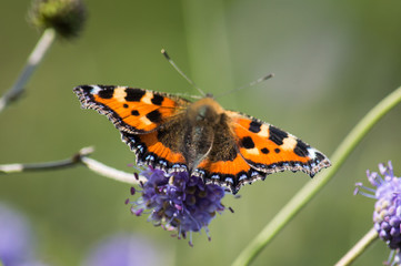 Small tortoiseshell butterfly on devil's-bit scabious