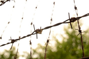 Barbed wire