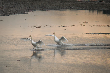 Swan pair landing on water
