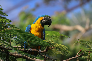 Sign of Amazon, Beautiful macaws parrot