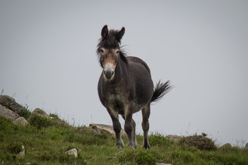 Wild donkey on mountainside