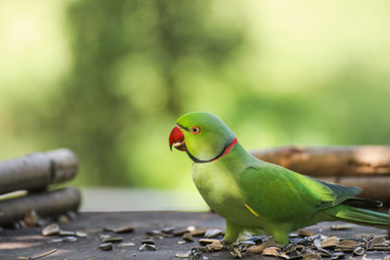 Alexandrine parrot, beautiful male Alexandrine Parakeet (Psittacula eupatria) eatting something