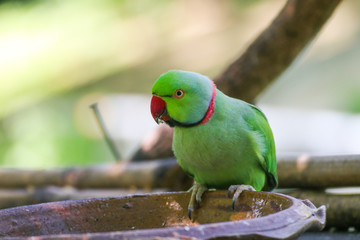 Alexandrine parrot, beautiful male Alexandrine Parakeet (Psittacula eupatria) eatting something