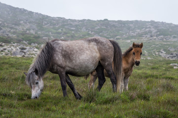 Wild pony mother and foal on mountainside