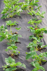 Bed under black film with flowering bushes of strawberries. Agriculture farm of strawberry field.