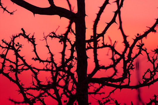 Blood Thorns