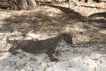 Gros lézard australien / Lizard from Australia