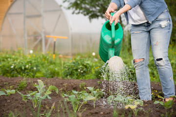 Woman watering plants with watering can in the garden. Farmer growing vegetables and working in the garden.