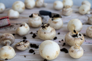 frisch geerntete Champignons 