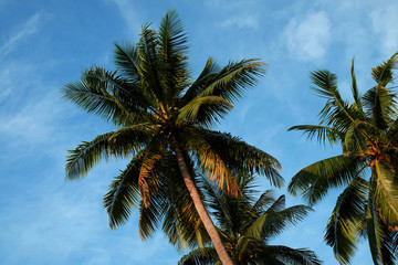 Fototapeta na wymiar coconut tree or coconut tree background