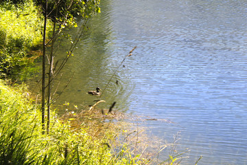 duck swimming relaxed in a lake in a sunny day