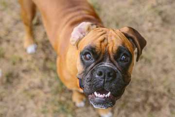 Boxer looking