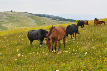 Naklejka na ściany i meble The herd of wild free horses grazing in the meadow in the mountains. Adult horses kept young cute foal outdoor
