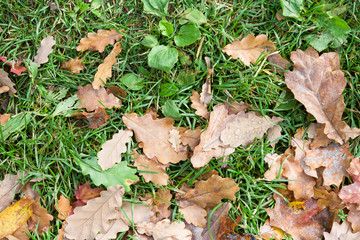 Top view on green grass with autumn yellow leaves. Autumn and lifestyle concept