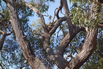 Fototapeta na wymiar Koala looking at me in a tree in Australia