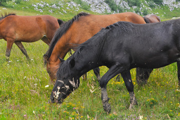 The herd of wild free horses grazing in the meadow in the mountains. Adult horses kept young cute...