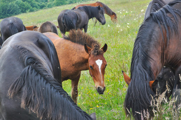The herd of wild free horses grazing in the meadow in the mountains. Adult horses kept young cute...