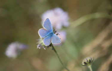 Adonis Blue - Polyommatus bellargus